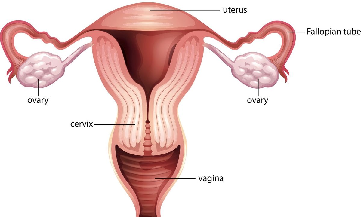 Anatomy of the uterus, ovary, and tubes.