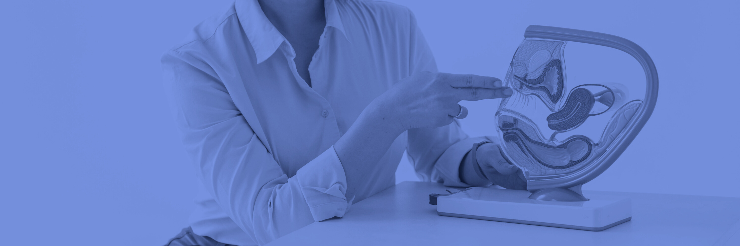 2D model of a uterus