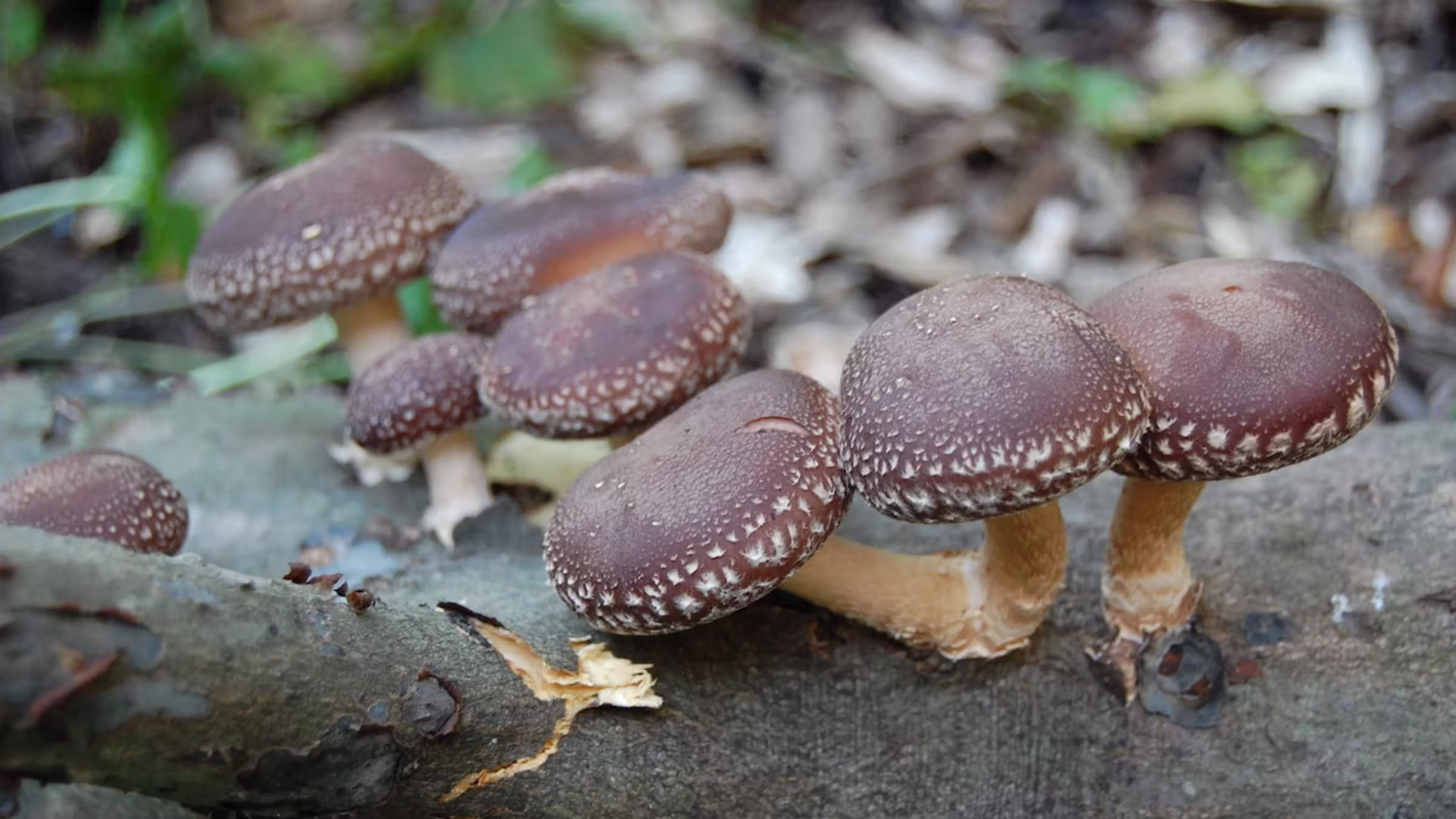 A cluster of shiitake mushrooms growing on a fallen log on a forest floor